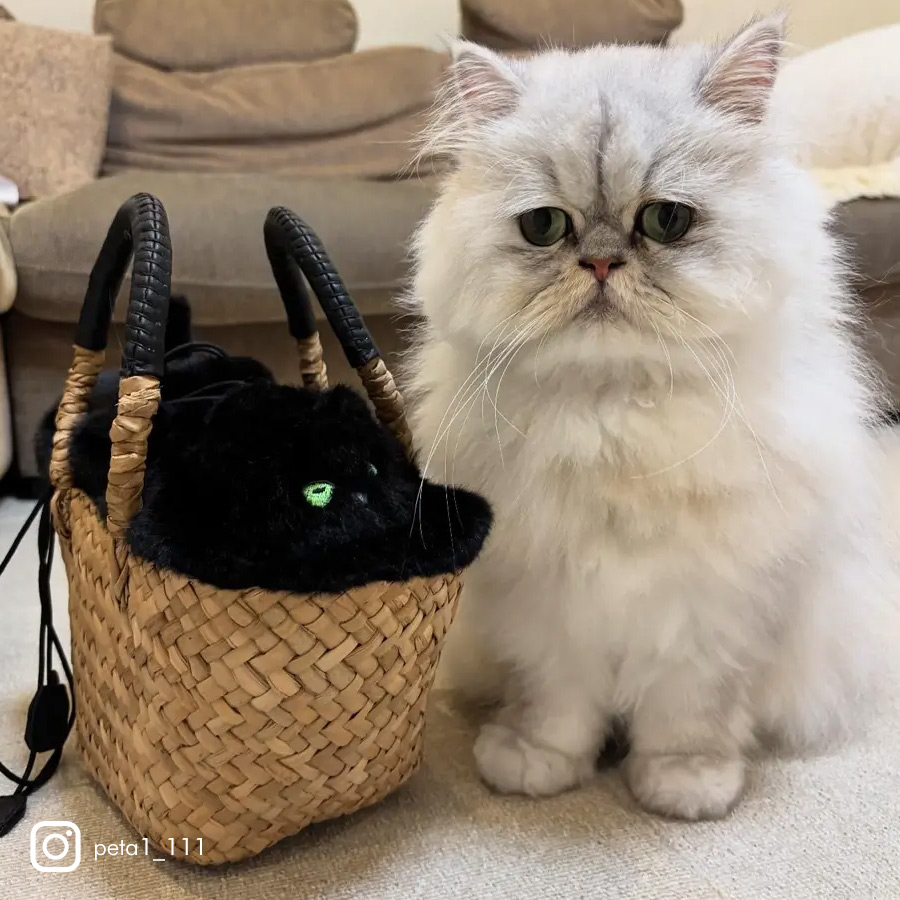 HAYNI バッグ 猫 ねこ 猫の日 2月22日