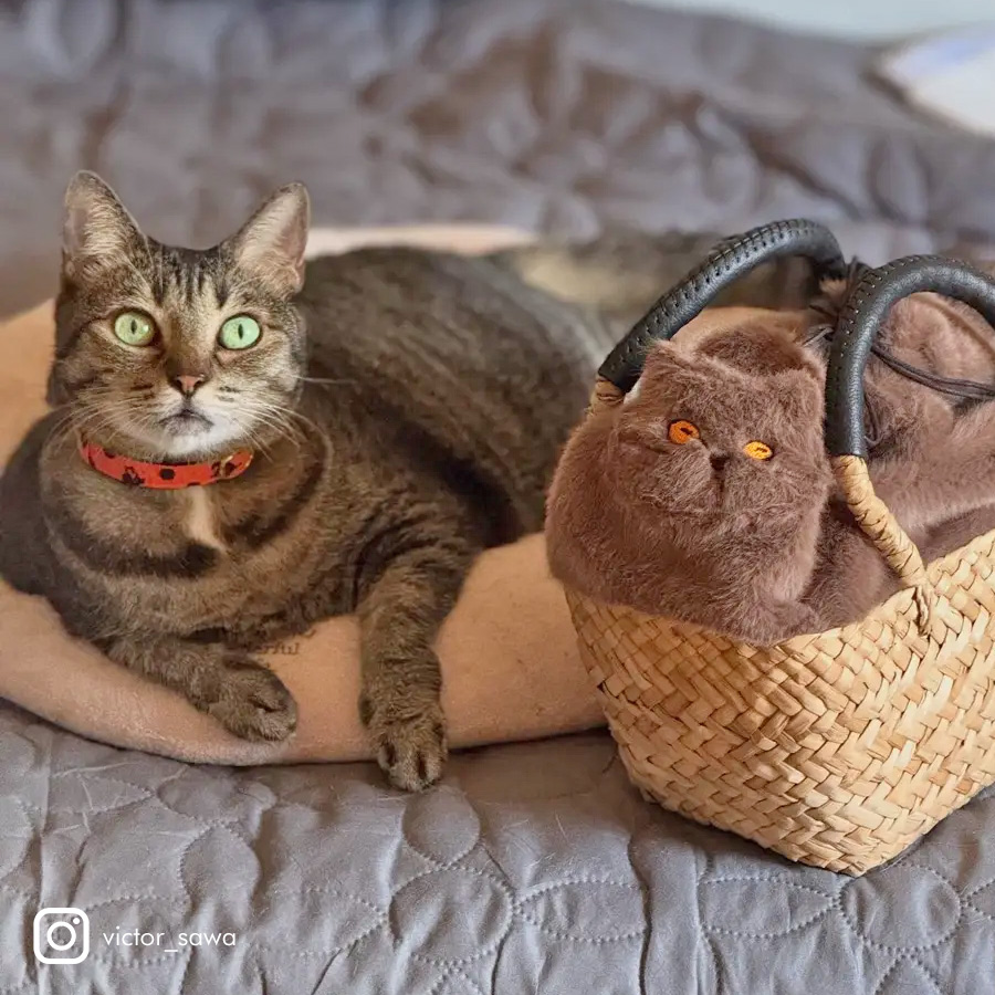 HAYNI バッグ 猫 ねこ 猫の日 2月22日