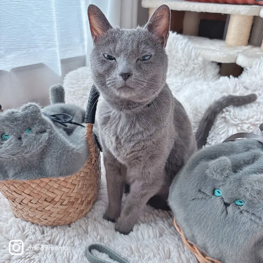 HAYNI バッグ 猫 ねこ 猫の日 2月22日